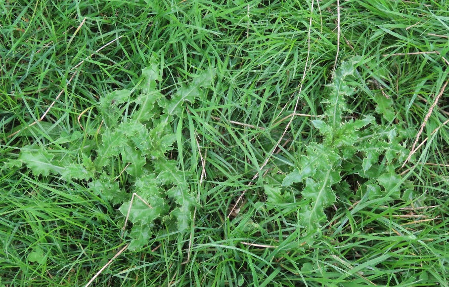 Thistles