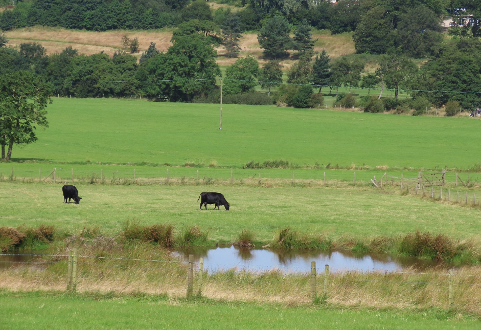 Cattle grazing