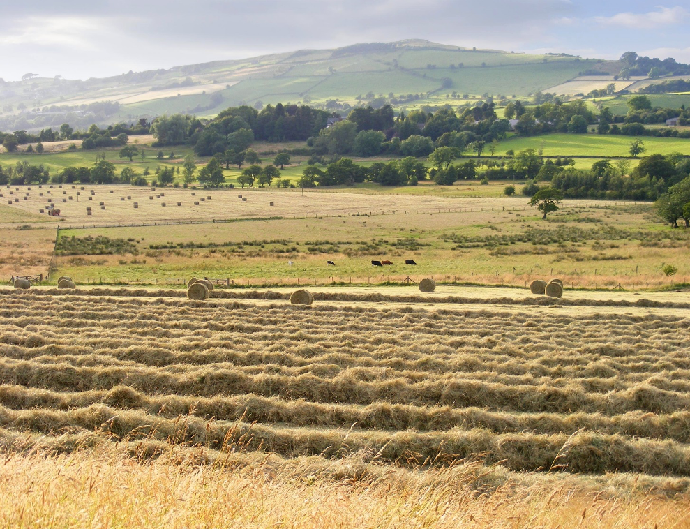 Meadow Management