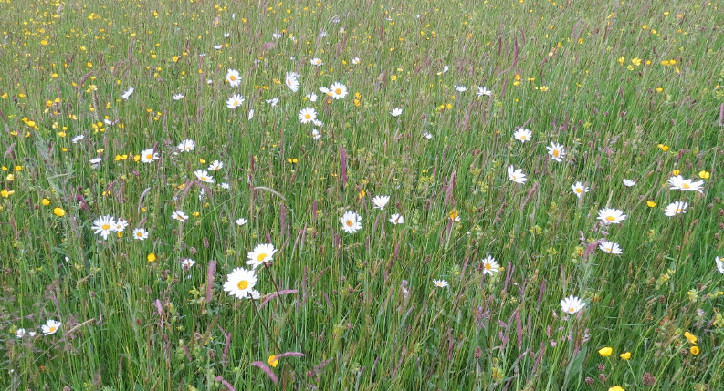 Wildflowers